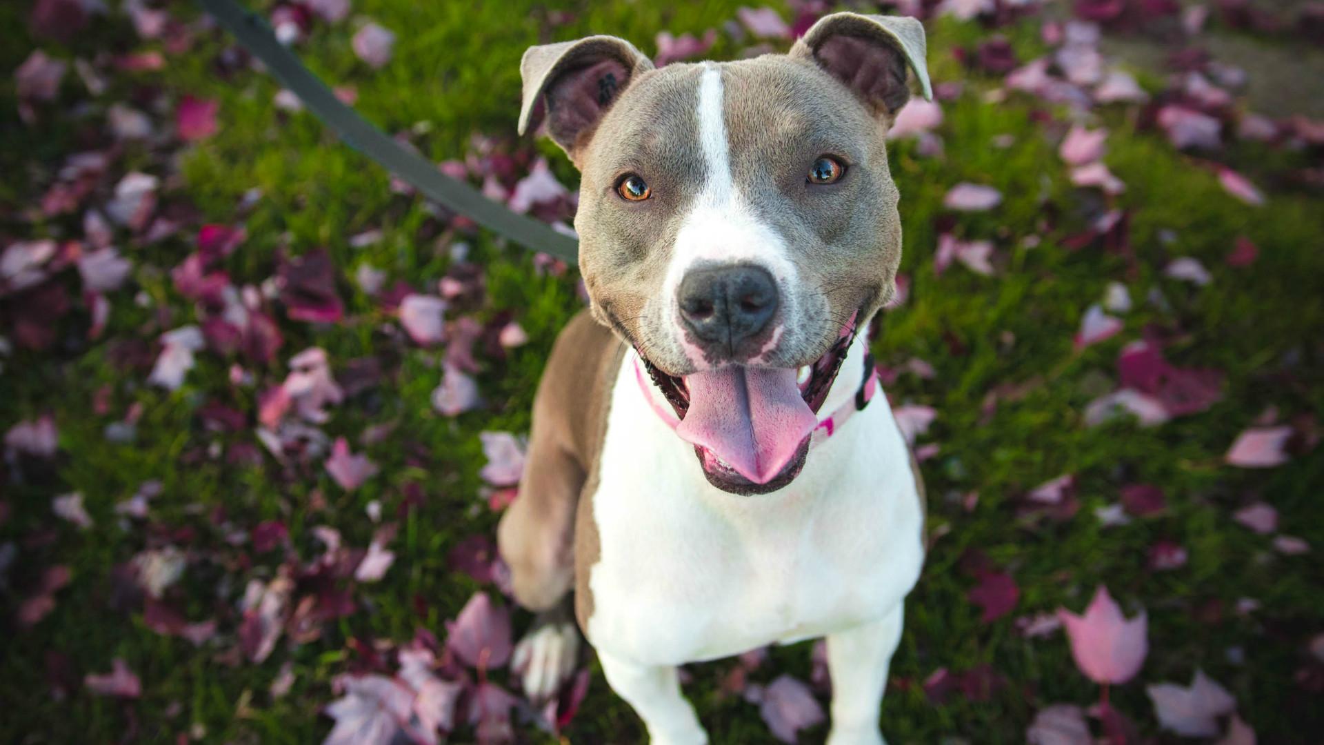 1920x1080 Pitbull Dog Wallpaper (1920x1080 px)
