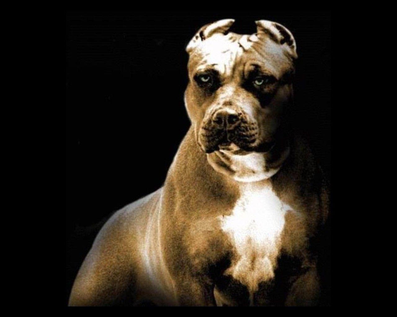 1280x1024 Free download Pics Photo Pitbull Dog Wallpaper HD Pitbull Dog [1280x1024] for your Desktop, Mobile & Tablet. Explore Pitbull Dog Wallpaper. American Pitbull Wallpaper, Pitbull Puppies Wallpaper, Pitbull Dog Wallpaper HD