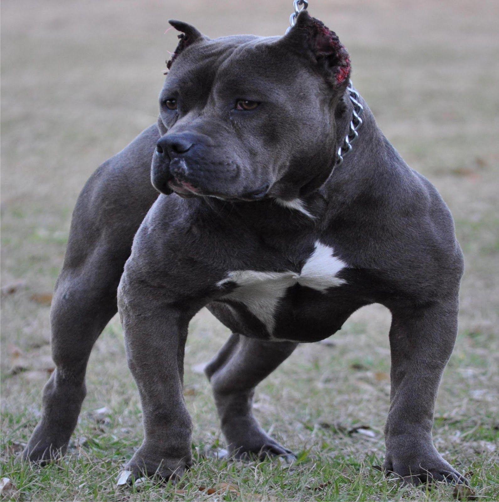 1590x1600 Pitbull Dogs Wallpaper