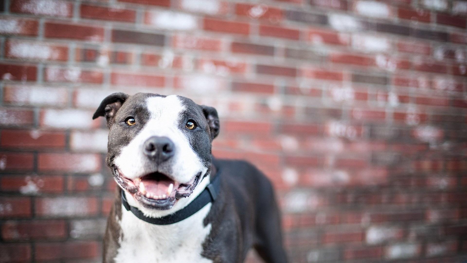 1920x1080 Pitbull Dog Wallpaper HD 1920ã—1080 Pitbull Wallpaper Wallpaper Pitbull HD