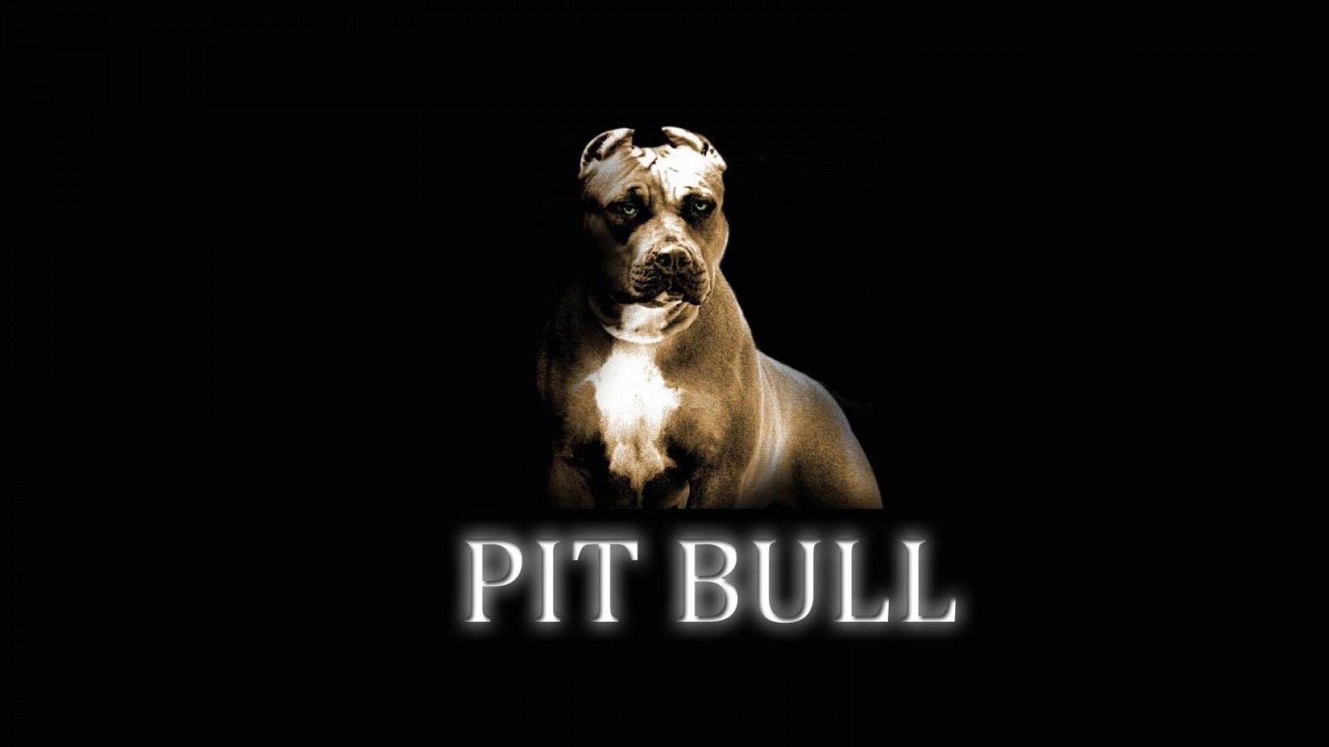 1920x1080 Neon Pitbull Wallpaper