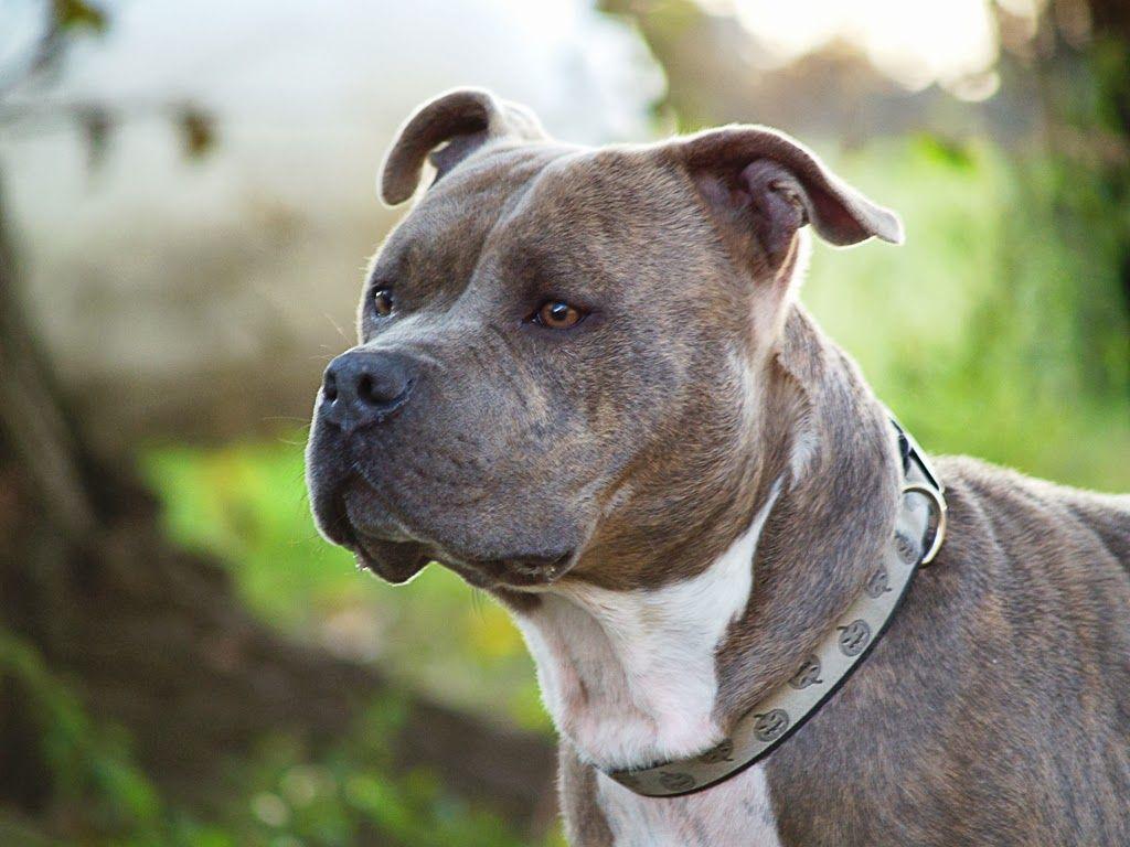 1024x768 Pit Bull Dogs Wallpaper: PitBull dog breed Wallpaper