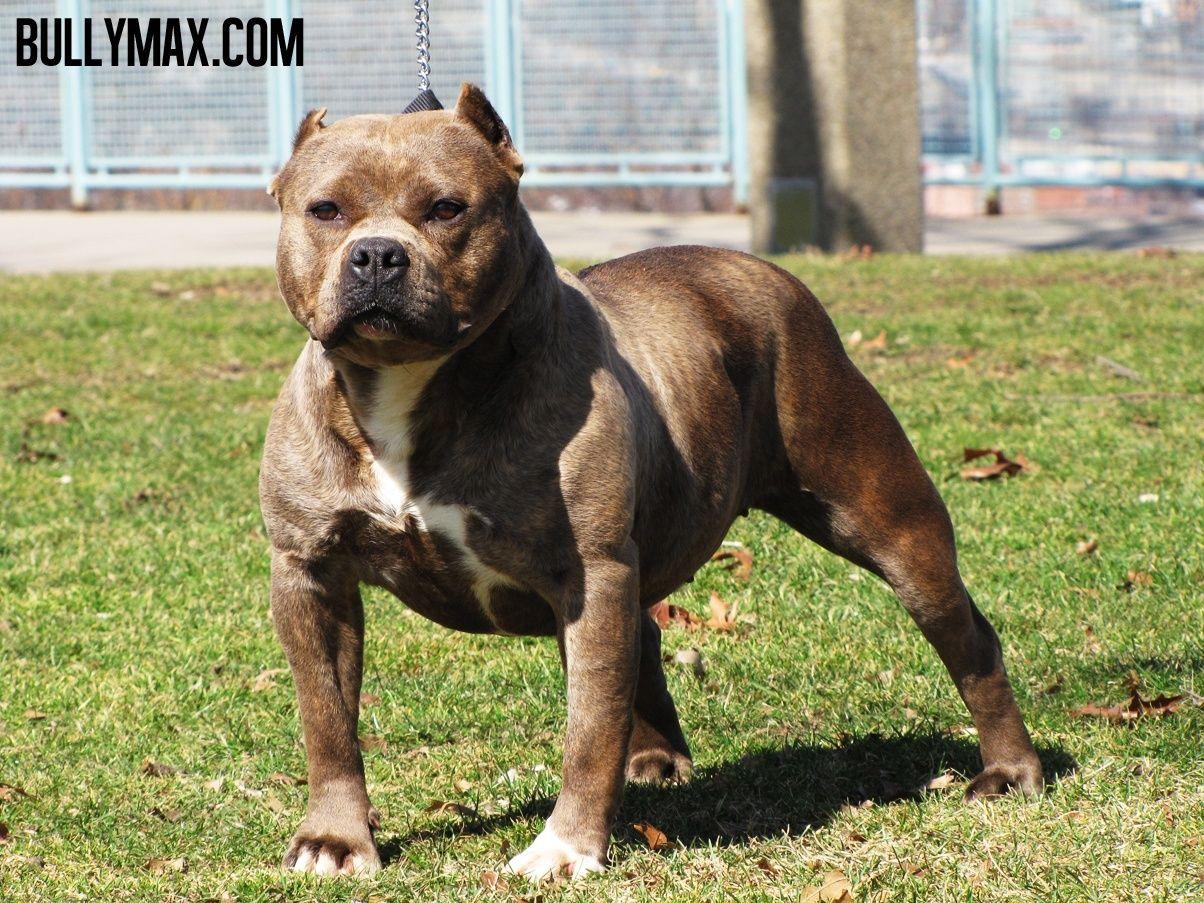 1204x903 Free Pit Bull Wallpaper Downloads