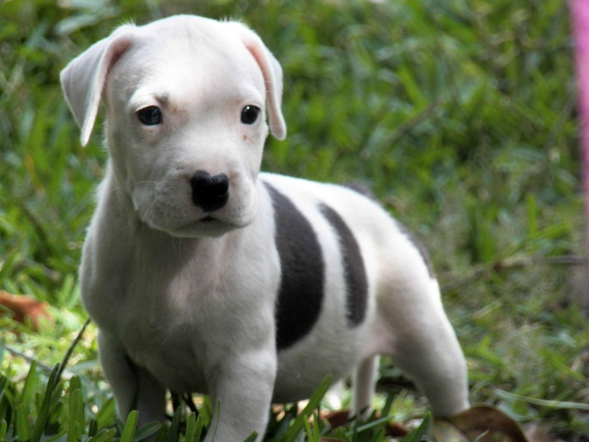 1200x900 pitbull puppy dog HD wallpaper beautiful desktop dog puppy image 1868 - American Pitbull Dogs Wallpaper