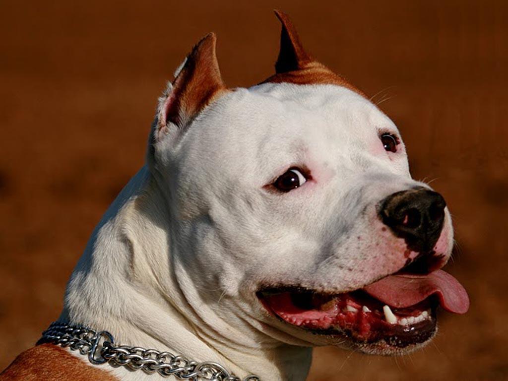 1024x768 Pitbull Wallpaper. Pitbull Wallpaper, Pitbull Puppy Wallpaper and Tough Pitbull Wallpaper