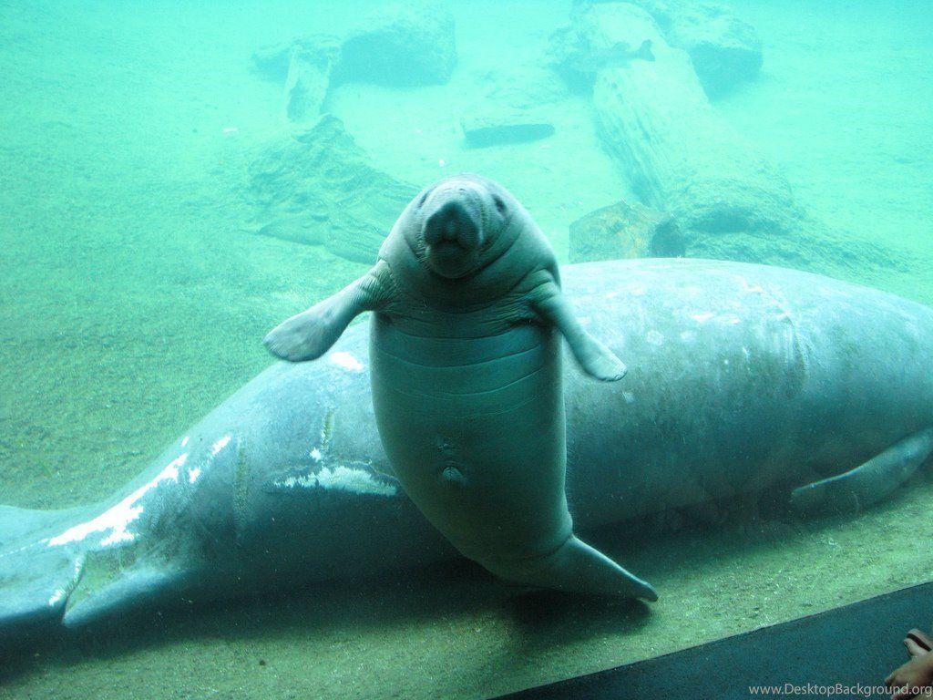 1024x768 Manatee Wallpaper 1024×768