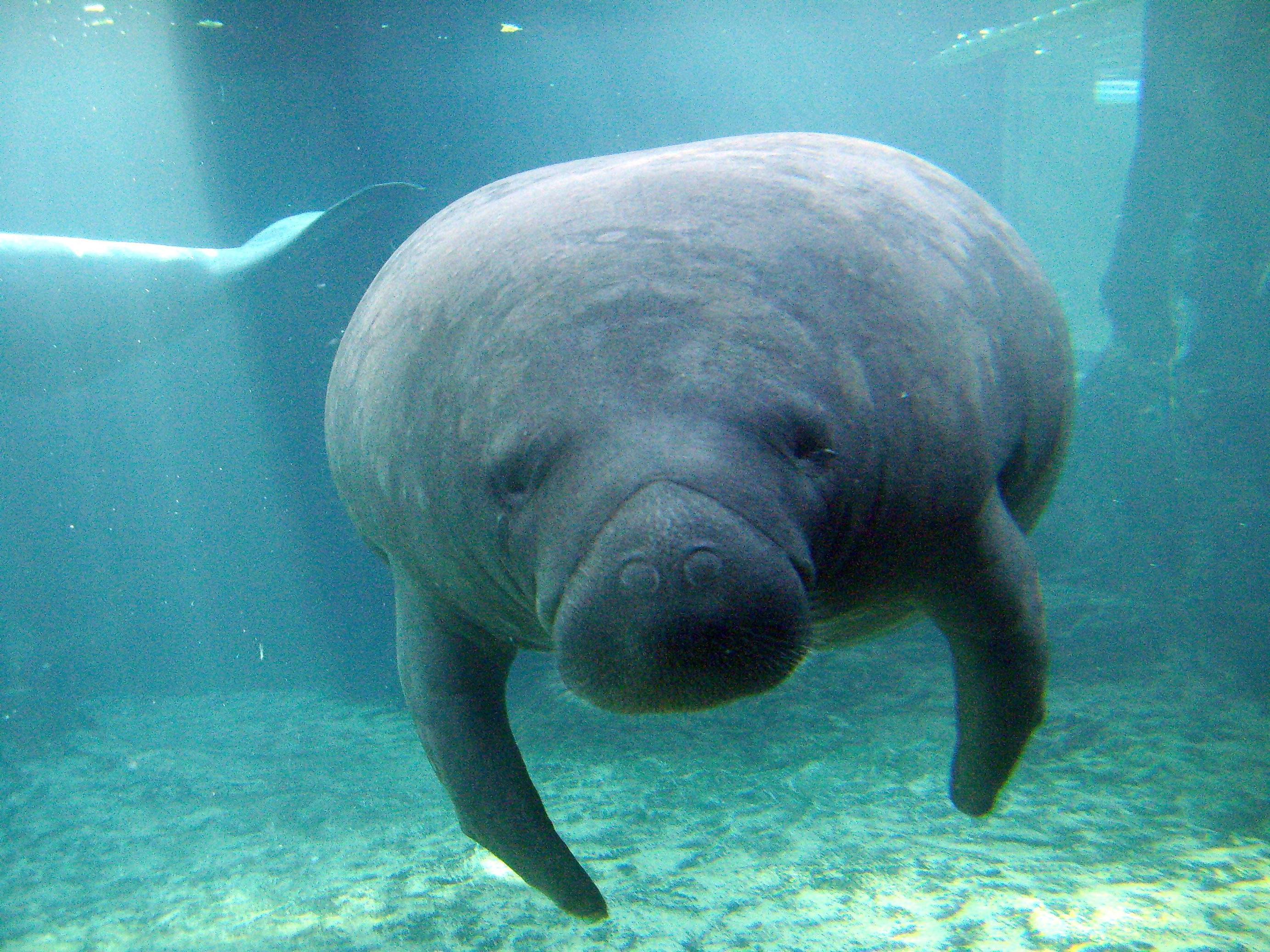 2765x2074 Manatee Wallpaper