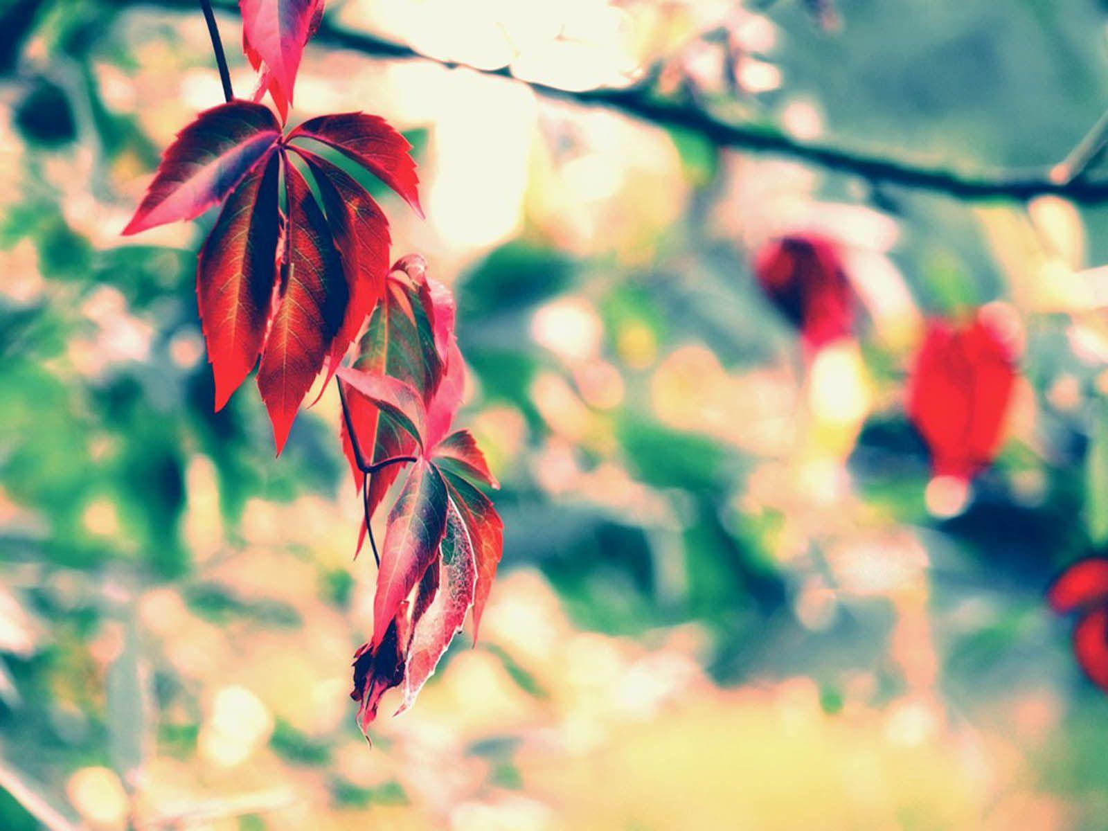 1600x1200 HD Wallpaper · 1600x1200