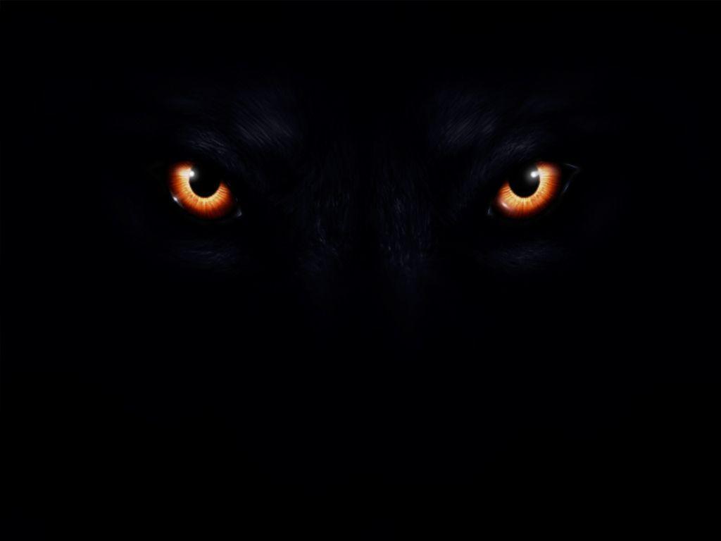 Wolf Red Eyes Wallpapers Top Free Wolf Red Eyes Backgrounds
