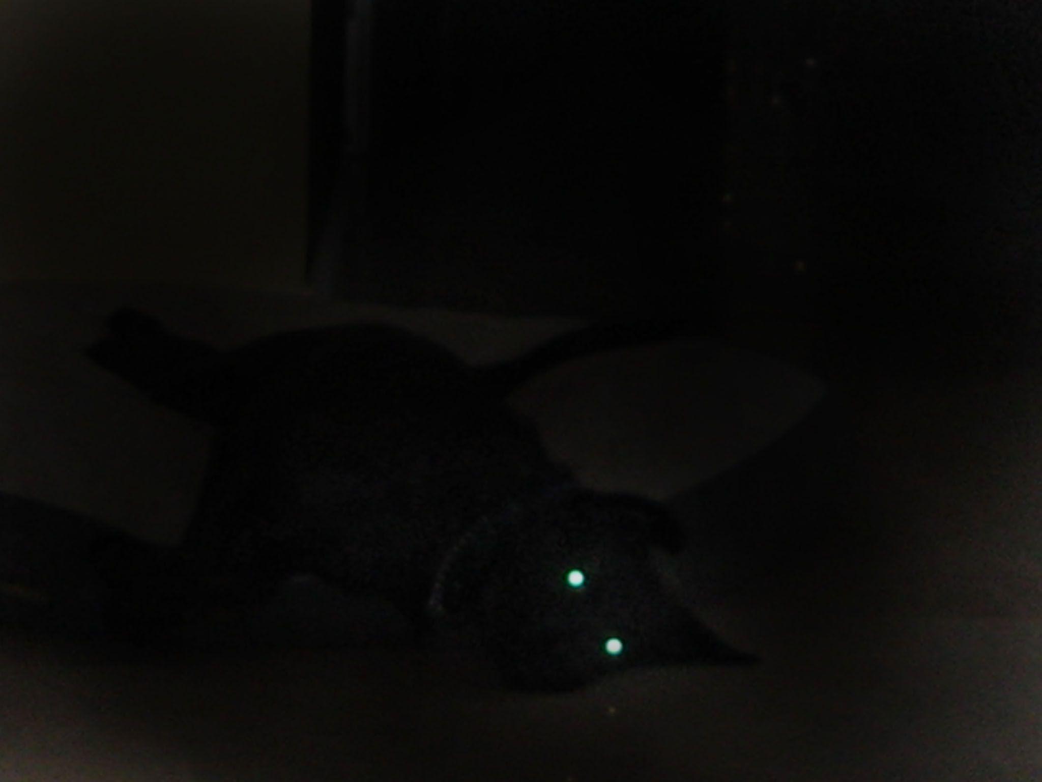 2048x1536 Black Wolf With Red Eyes Wallpaper