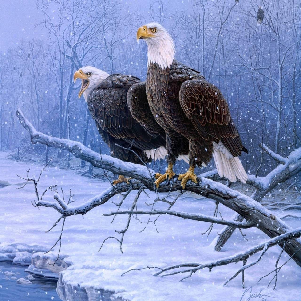 1280x1280 Hd Background. Eagle wallpaper, Bald eagle, Where eagles dare