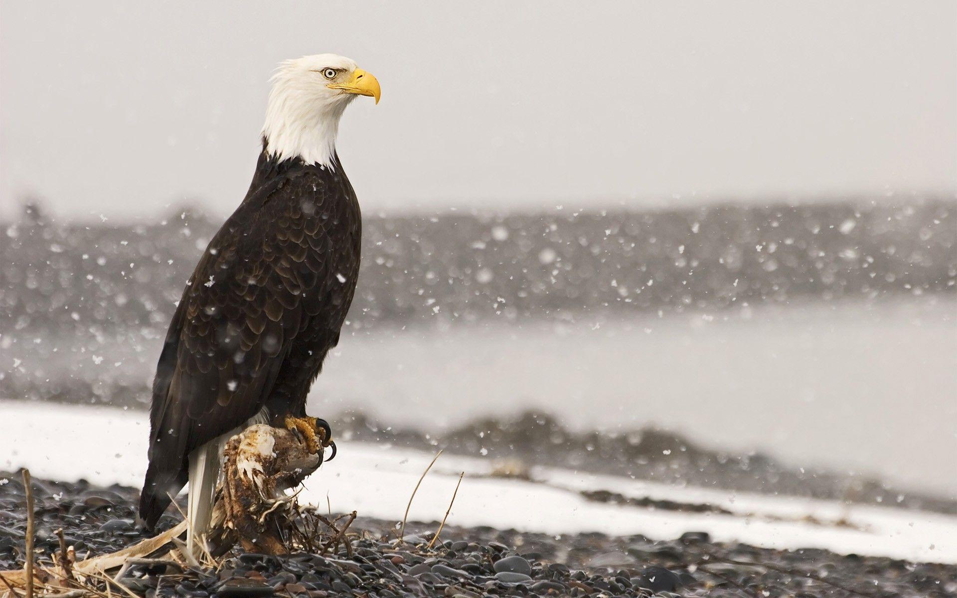 1920x1200 bald eagle canada snow winter animal. Bald eagle, Animal wallpaper, Animals