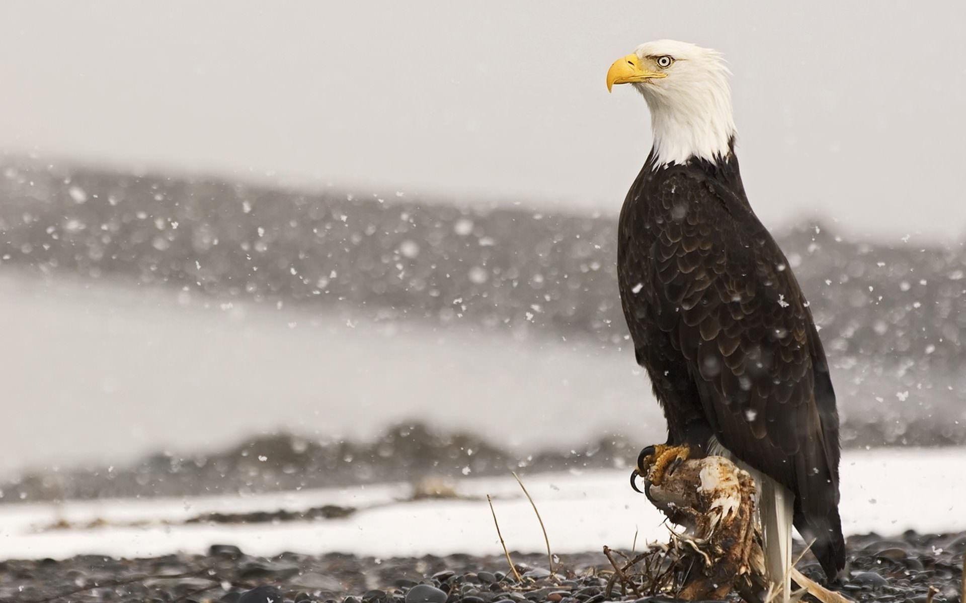 1920x1200 Eagle Wallpaper Free Download