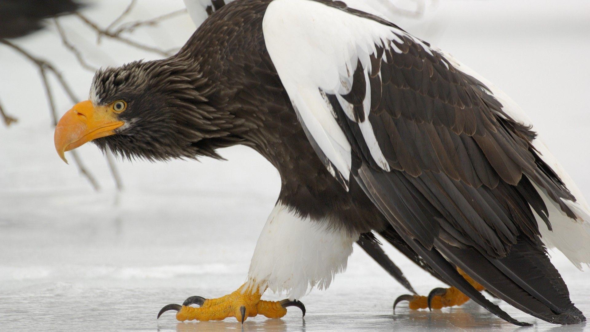 1920x1080 Bold Eagle Bird Winter Snow Ice Desktop Wallpaper HD For Mobile Phones And Laptops 1920x1080 :