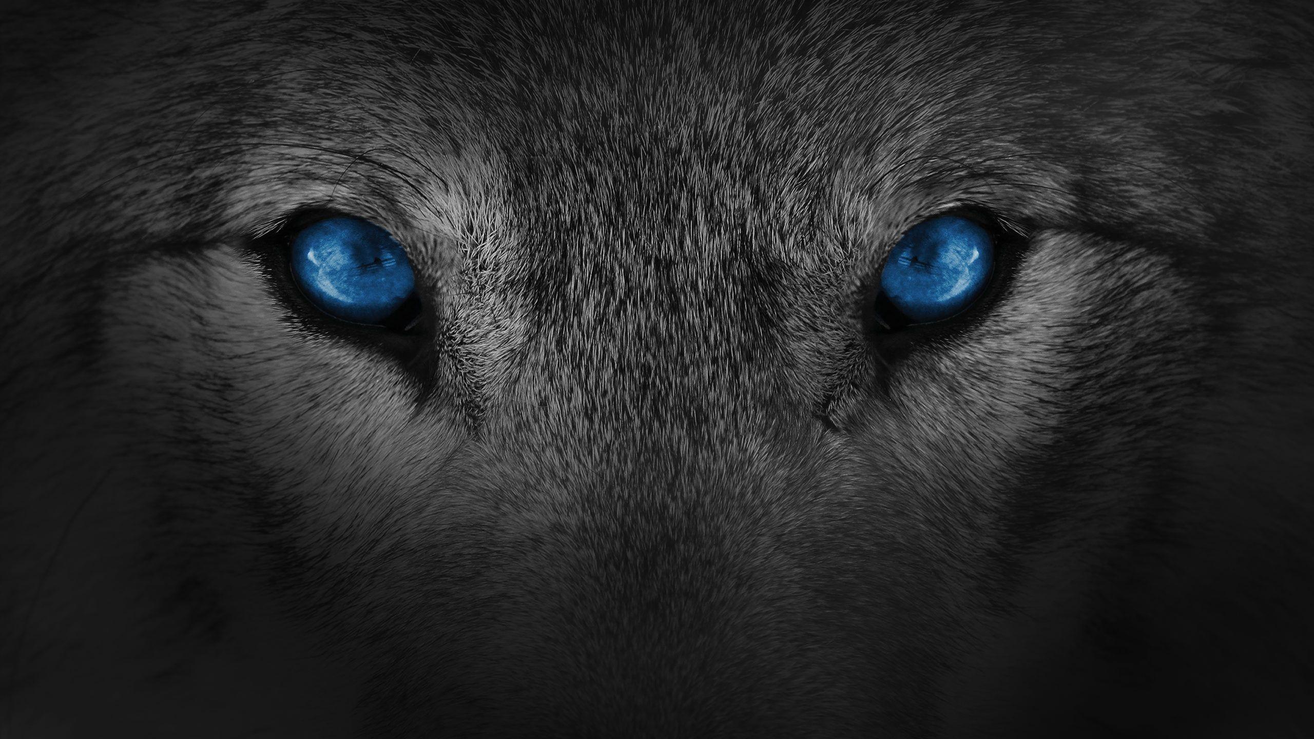 Wolf Eyes Wallpapers Top Free Wolf Eyes Backgrounds W - vrogue.co
