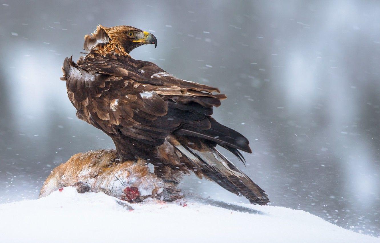 1332x850 Wallpaper winter, bird, Norway, mining, Eagle, the largest eagle image for desktop, section животные