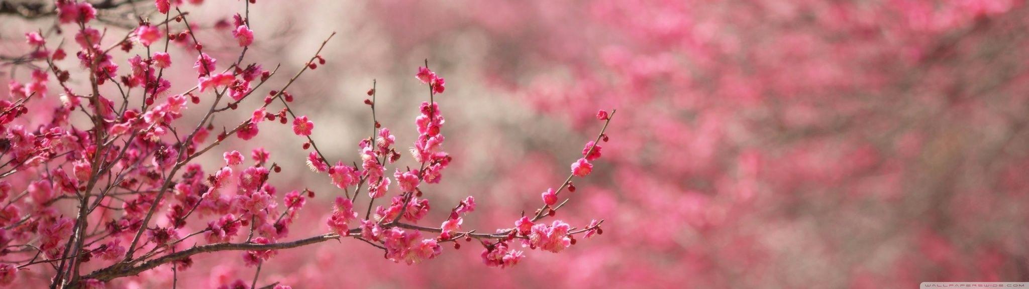 2048x576 Sakura Cherry Blossom Ultra HD Desktop Background Wallpaper for 4K UHD TV : Multi Display, Dual Monitor : Tablet