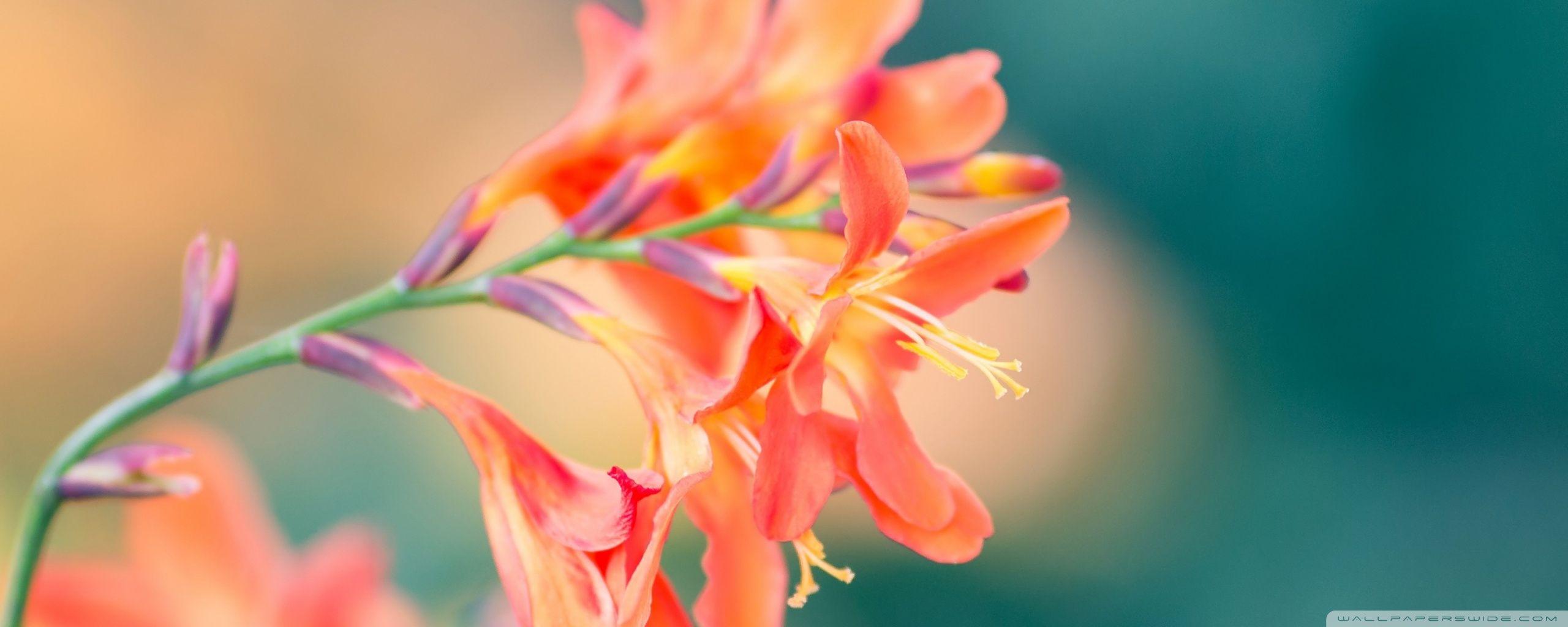 2560x1024 Spring Flowers Ultra HD Desktop Background Wallpaper for 4K UHD TV : Widescreen & UltraWide Desktop & Laptop : Multi Display, Dual Monitor : Tablet