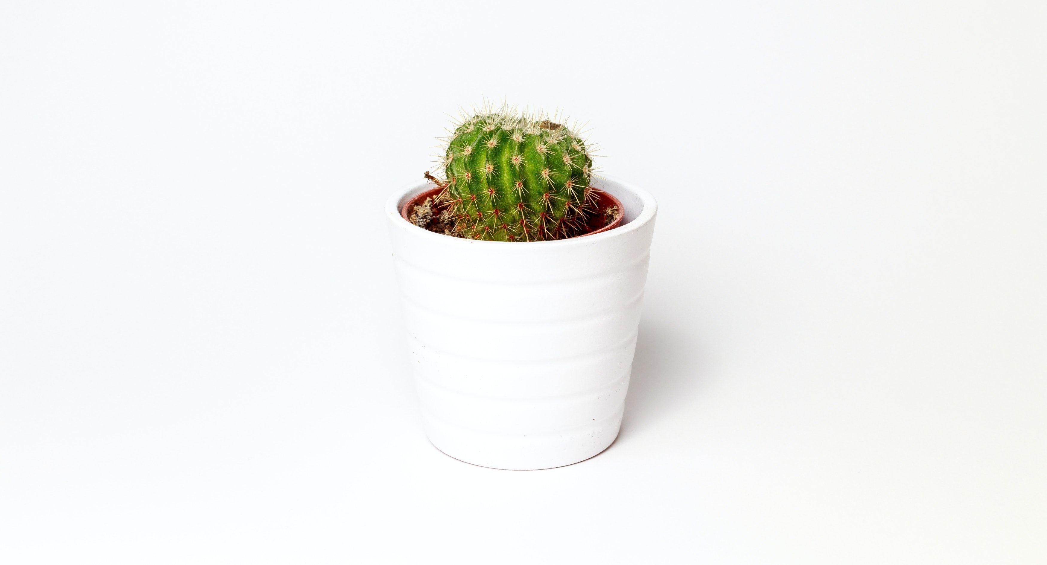 3500x1891 Green Cactus Potted Plant on White Ceramic Pot · Free
