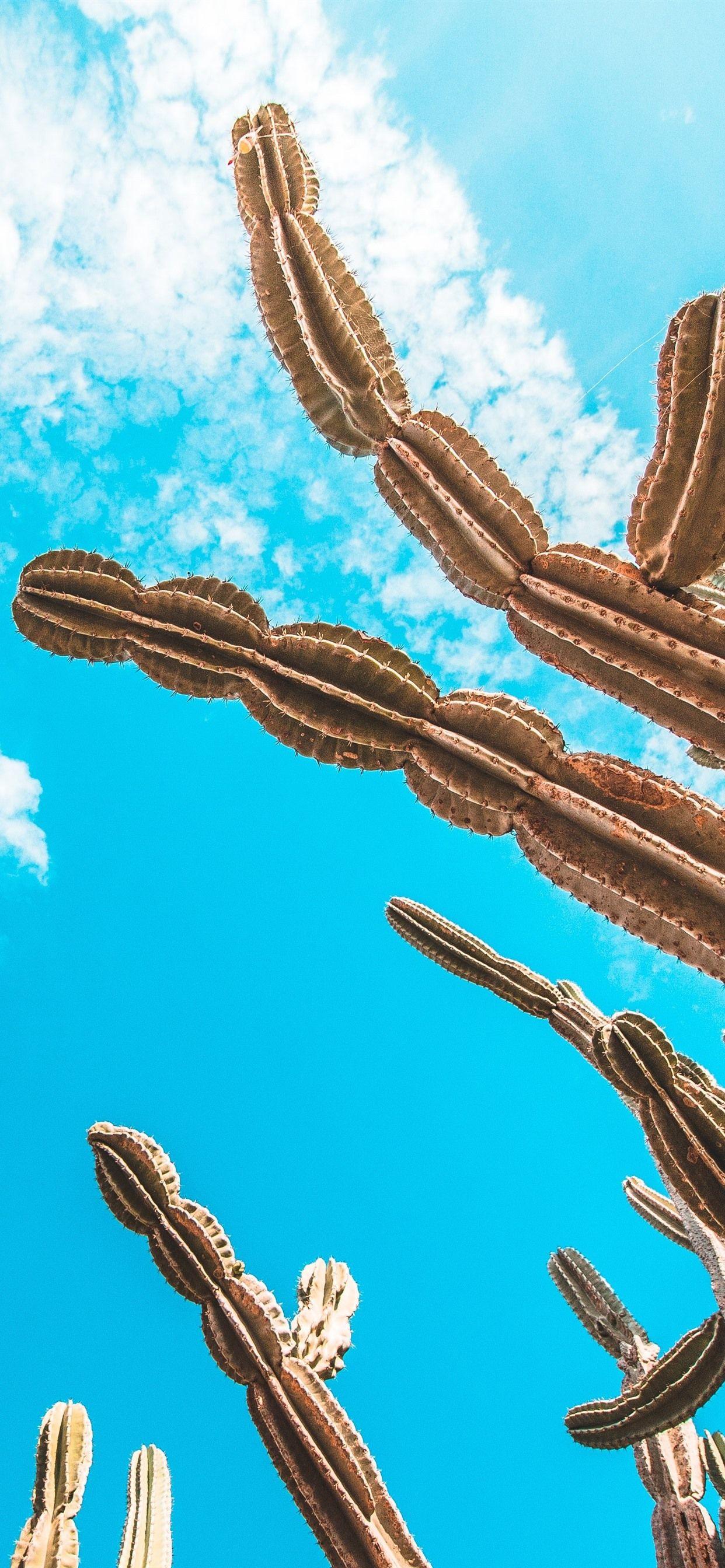 1242x2688 Cactus, Blue Sky, White Clouds 1242x2688 IPhone 11 Pro XS Max Wallpaper, Background, Picture, Image