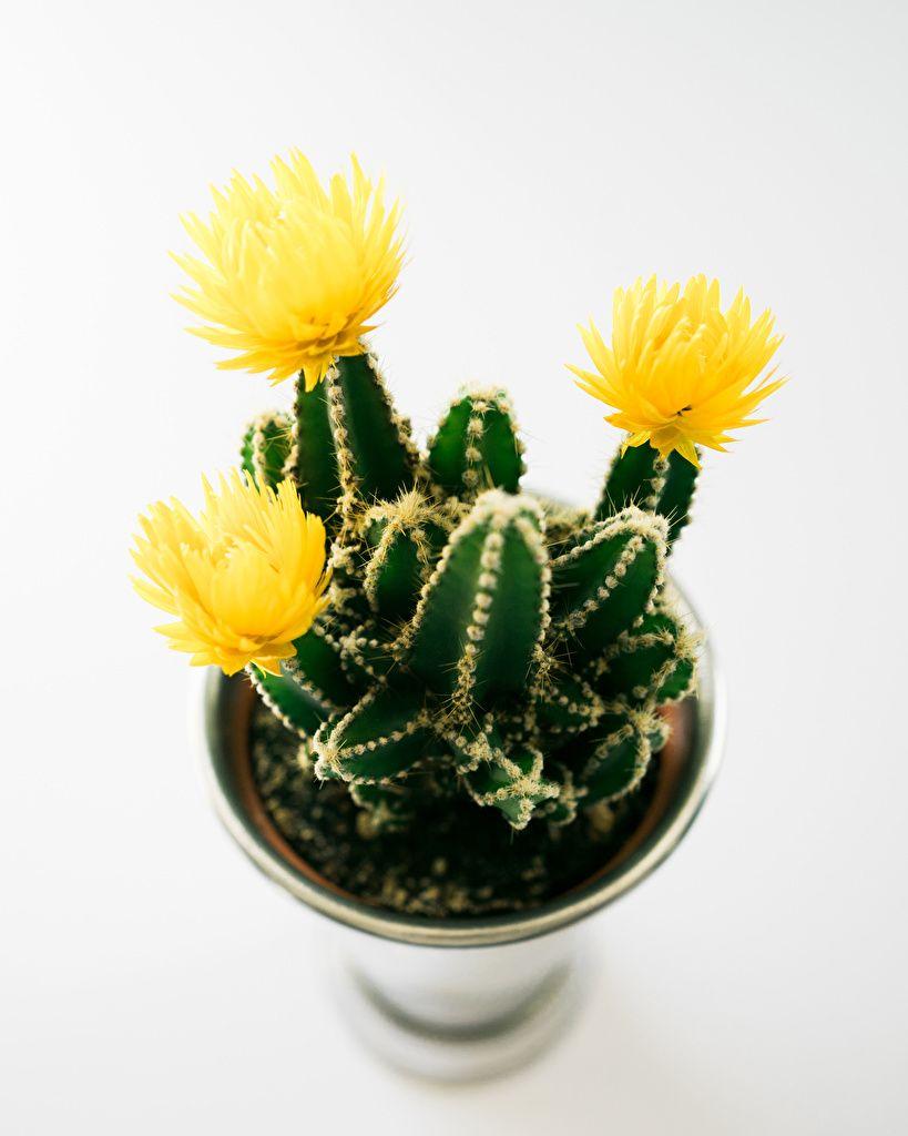 819x1024 Photos Yellow flower Cactuses White background