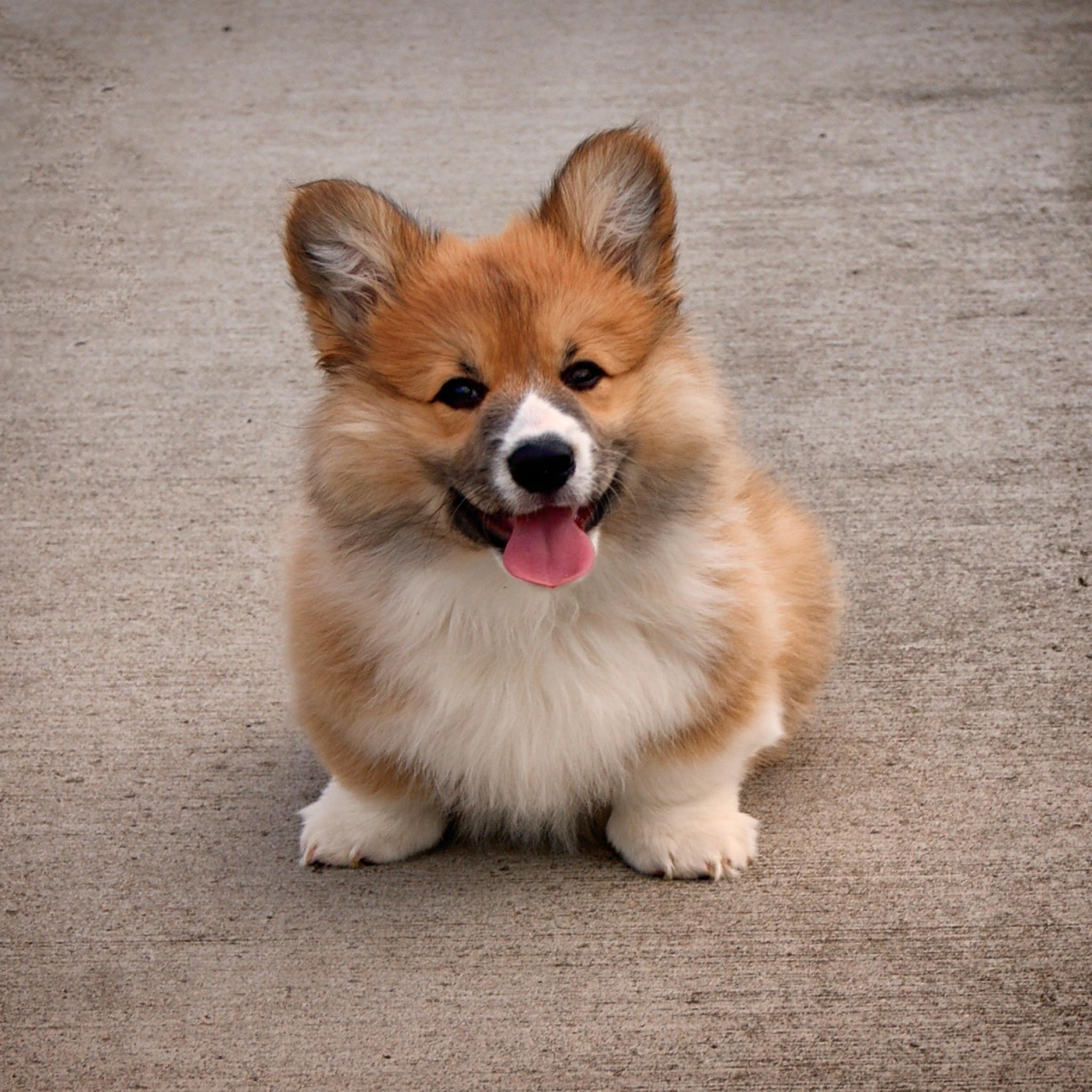 Aesthetic Corgi Wallpapers - Top Free Aesthetic Corgi Backgrounds - WallpaperAccess