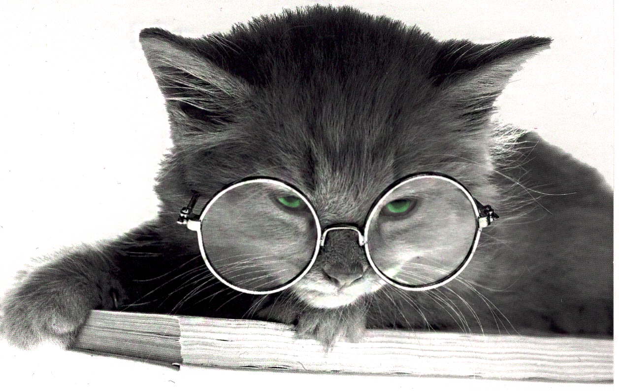 Cat Wearing Glasses Wallpapers Top Free Cat Wearing Glasses Backgrounds Wallpaperaccess 7126