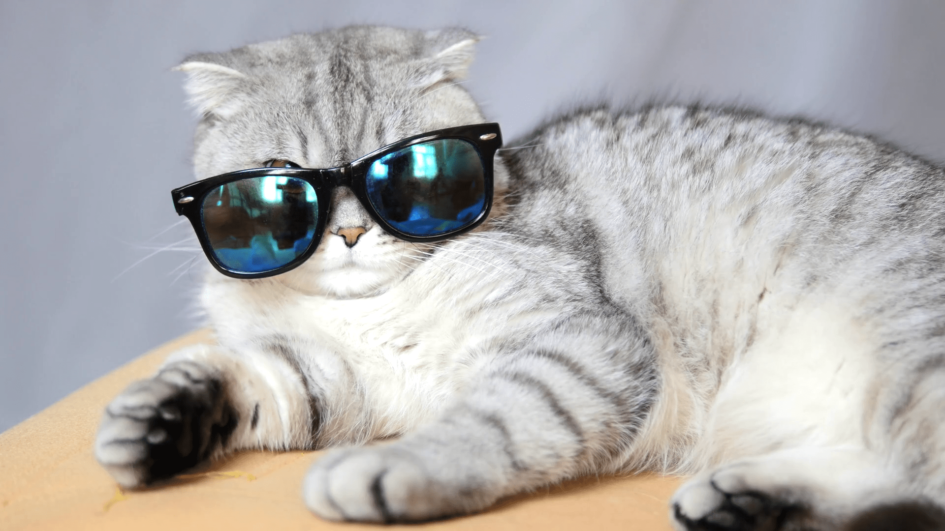 Cat Wearing Glasses Wallpapers - Top Free Cat Wearing Glasses
