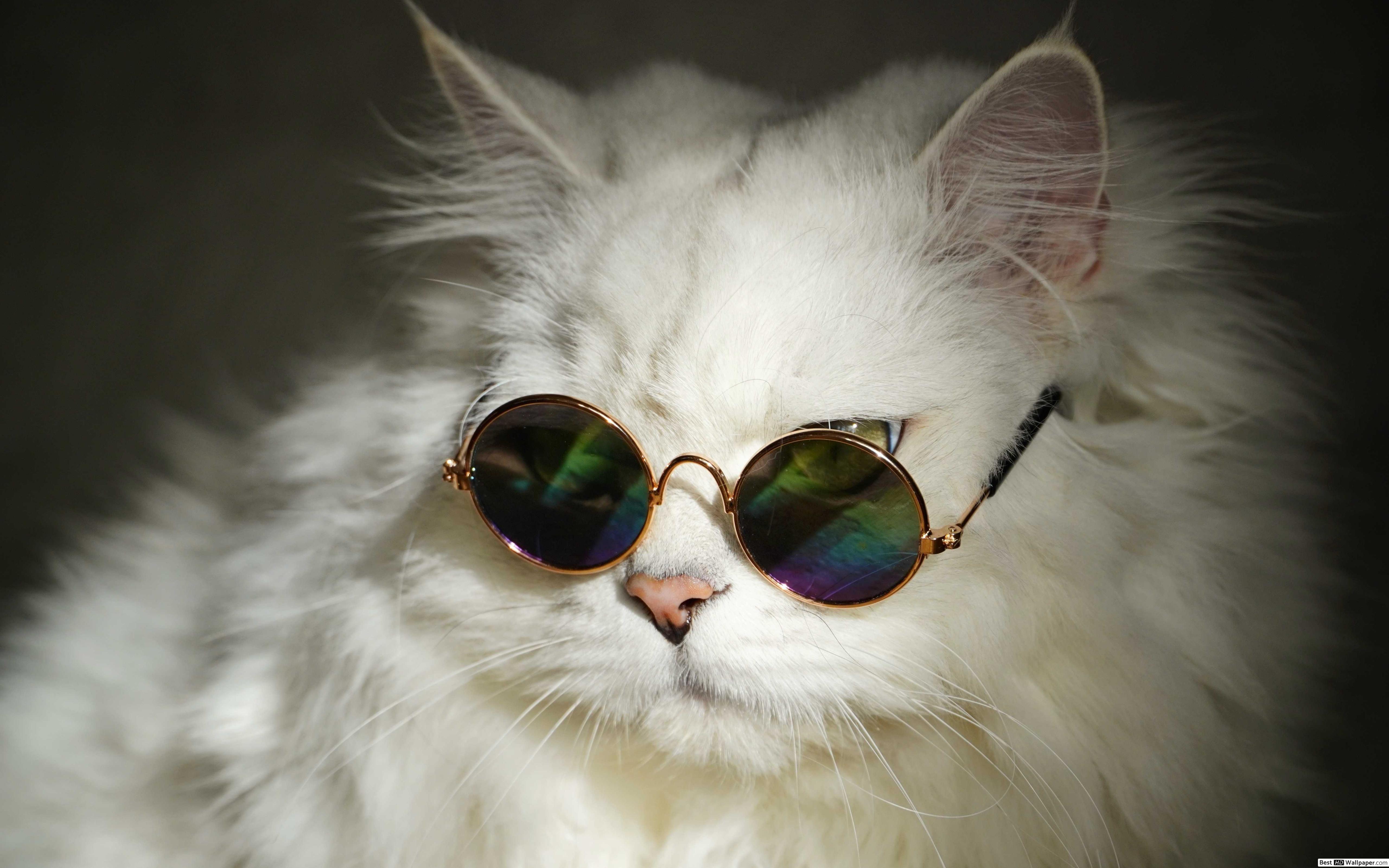 Cat Wearing Glasses Wallpapers - Top Free Cat Wearing Glasses ...