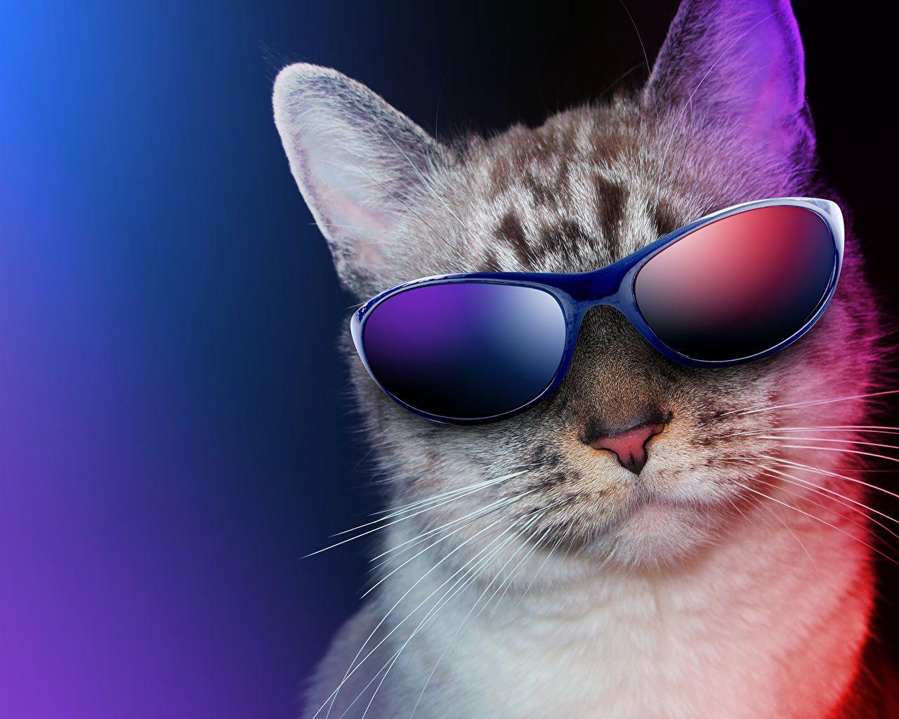 1280x1024 Image Cats Whiskers Snout Glasses Animals