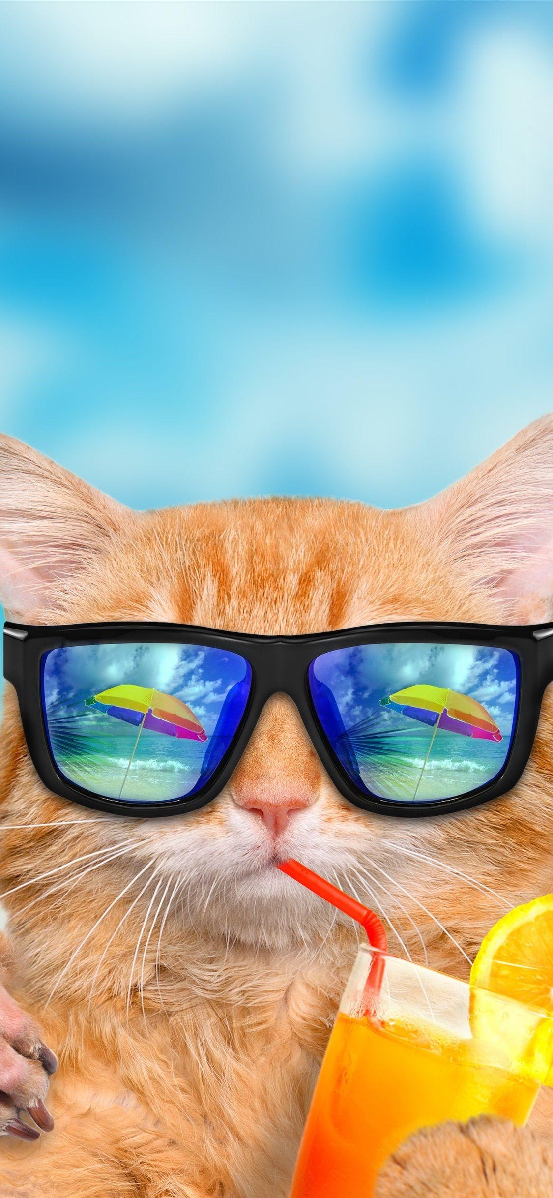 1125x2436 iPhone Wallpaper Funny Animals, Cat And Dog, Sunglasses, Wearing Sunglasses Clipart