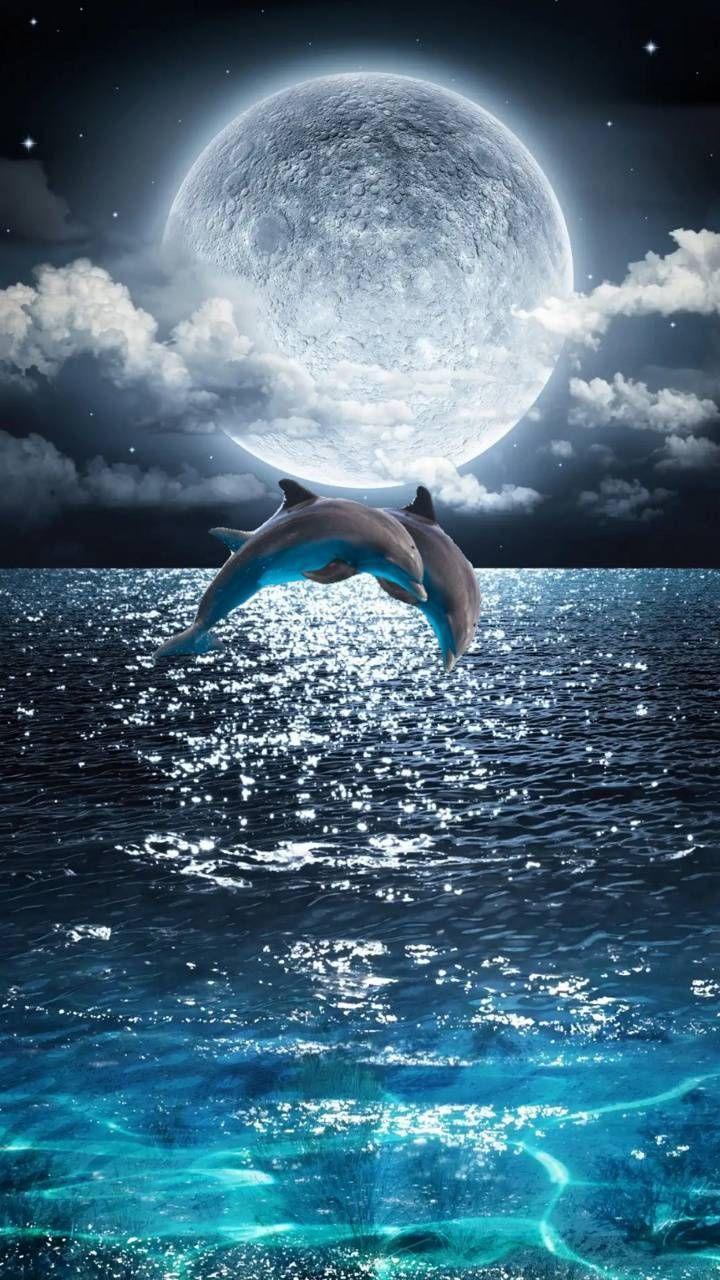 720x1280 Dolphins jumping wallpaper