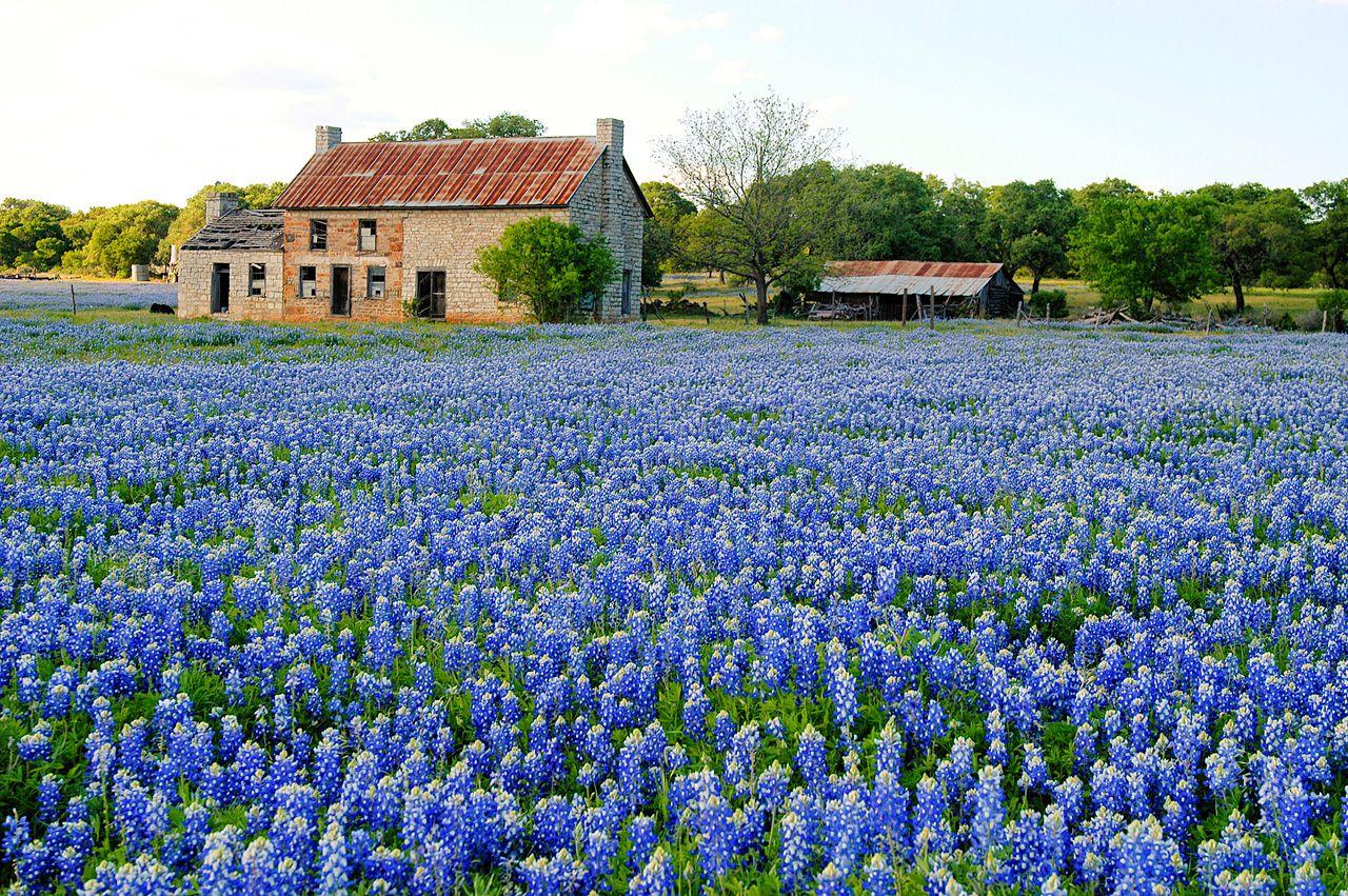 1280x851 Free download flowers texas blue bluebonnet HD Wallpaper Flowers Plants [1280x851] for your Desktop, Mobile & Tablet. Explore Free Texas Bluebonnet Wallpaper. Bluebonnet Wallpaper Wildflowers, Bluebonnet Wallpaper Desktop High
