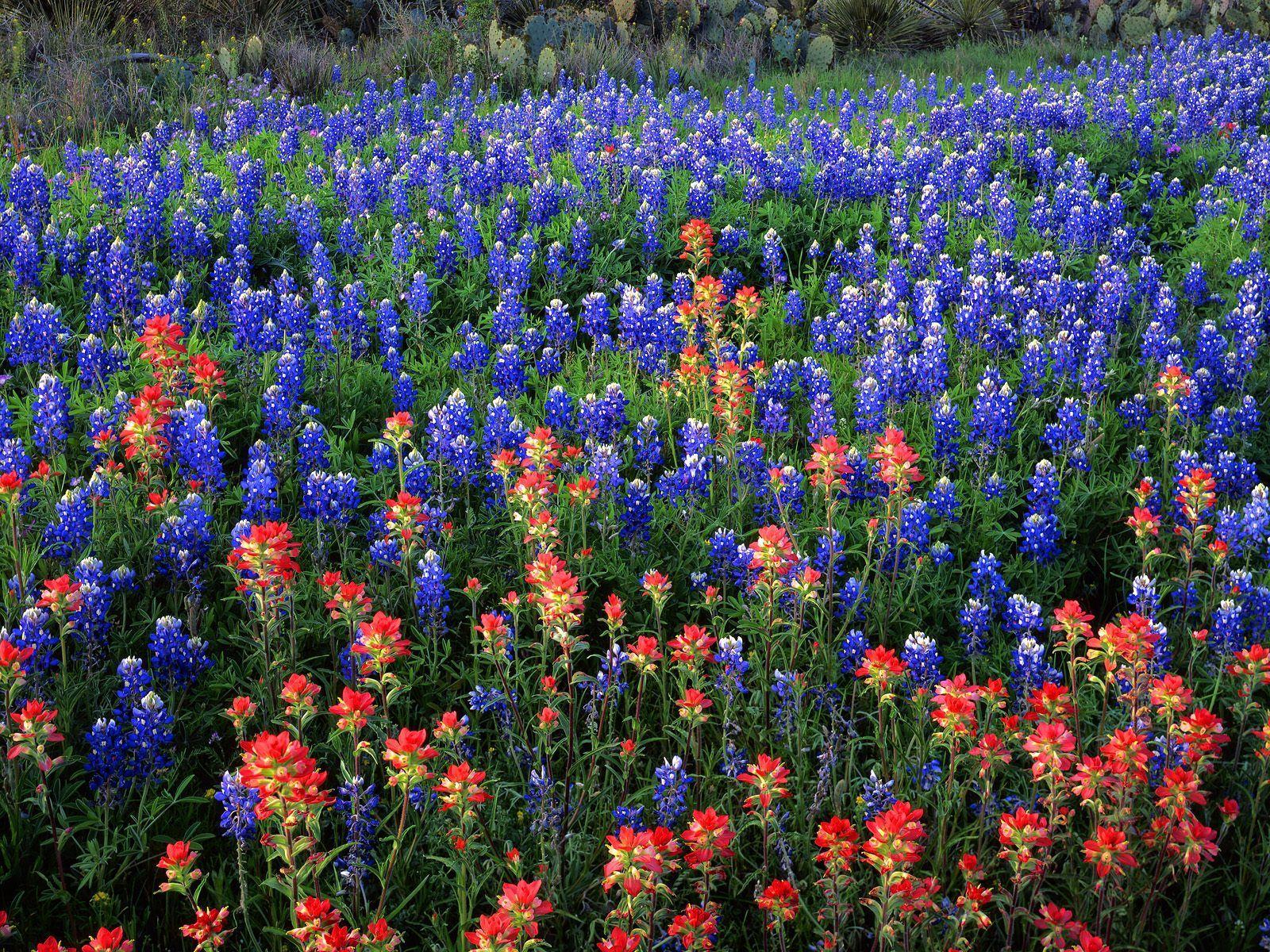 1600x1200 Bluebonnet Wallpaper. Texas bluebonnets, Indian paintbrush, Lupine flowers