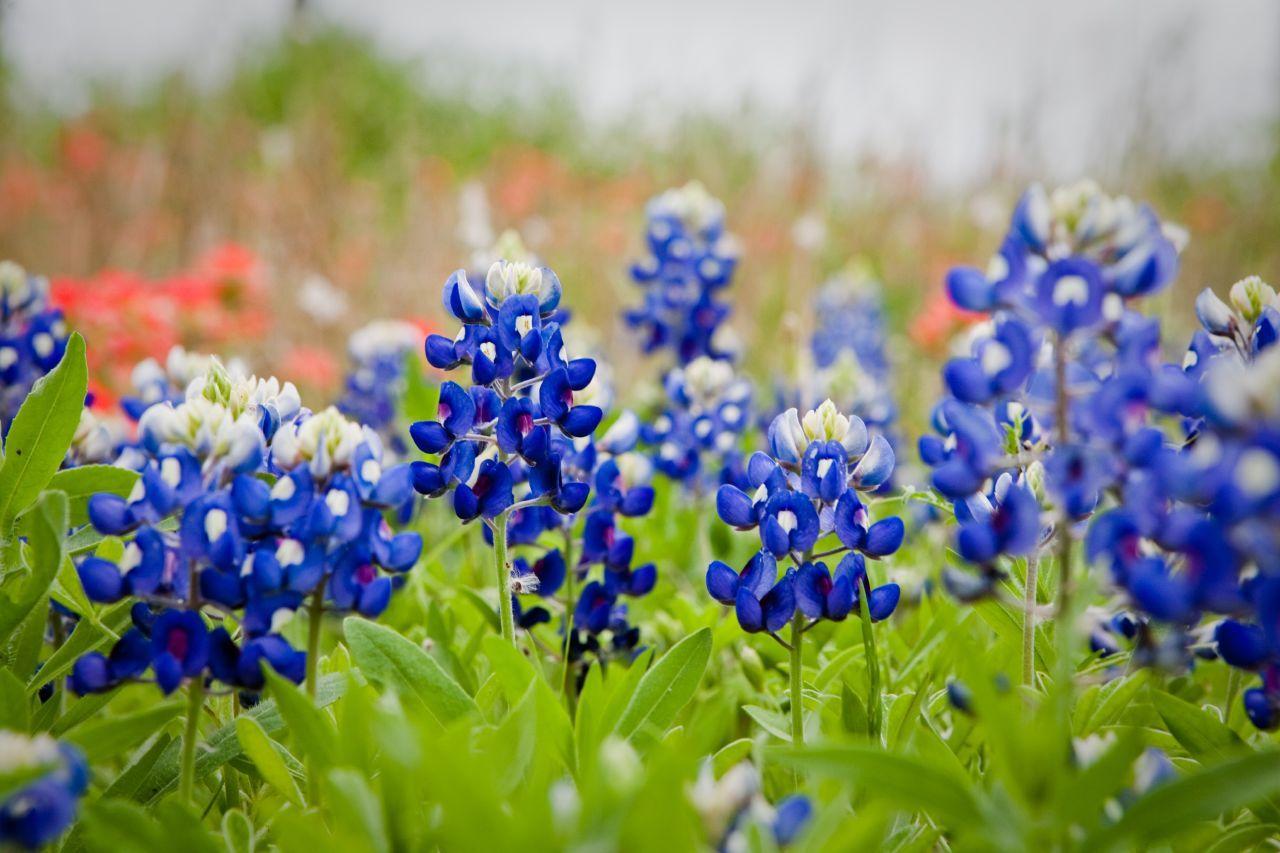 Texas Bluebonnets Wallpapers - Top Free Texas Bluebonnets Backgrounds ...