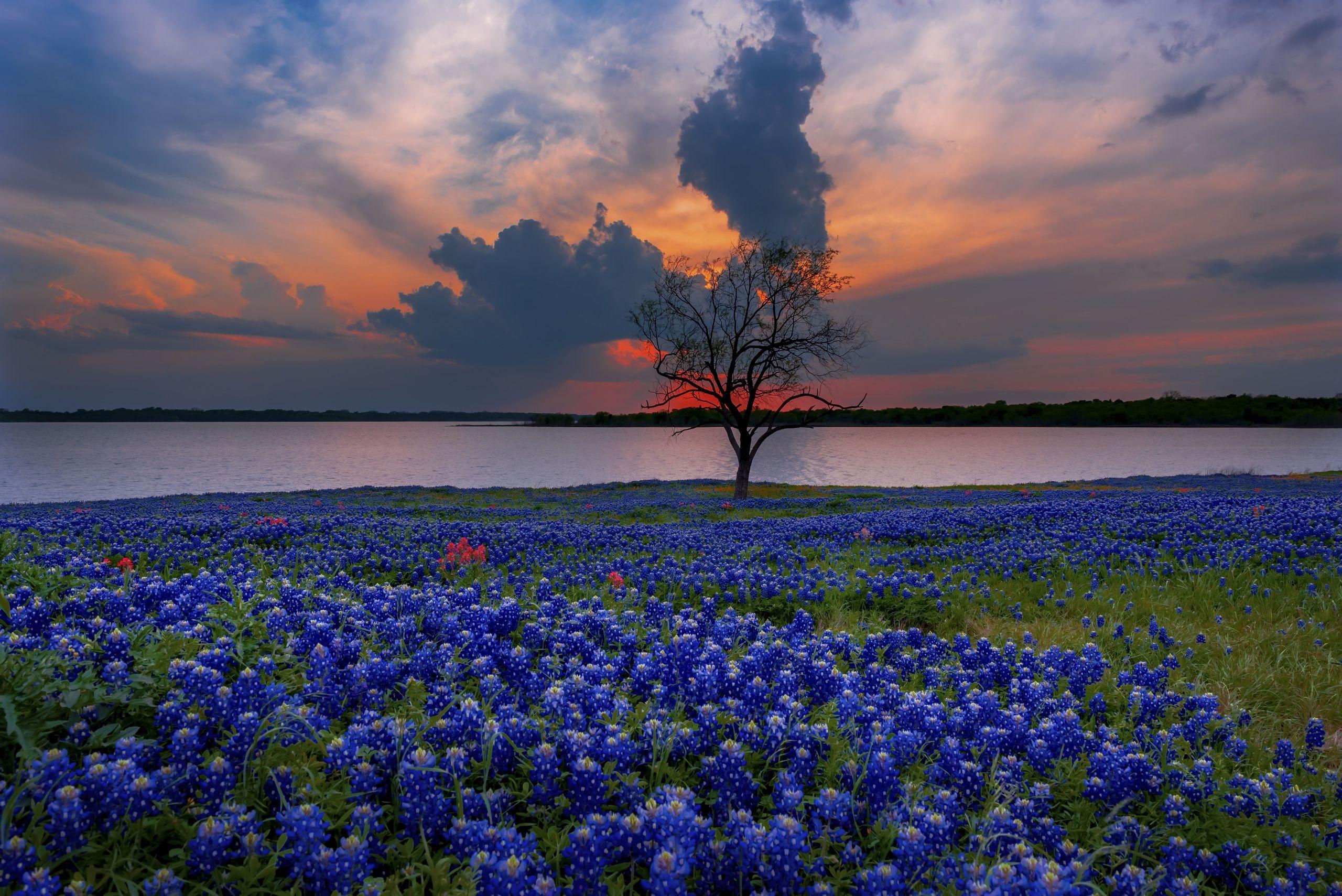 Texas Bluebonnets Wallpapers - Top Free Texas Bluebonnets Backgrounds ...