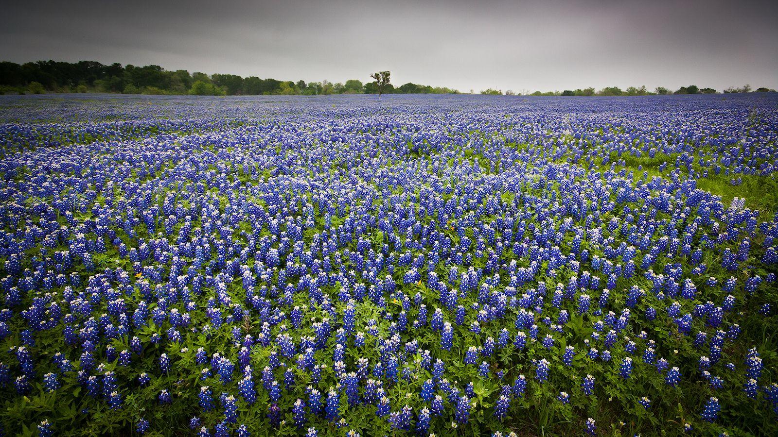 Texas Bluebonnets Wallpapers - Top Free Texas Bluebonnets Backgrounds ...