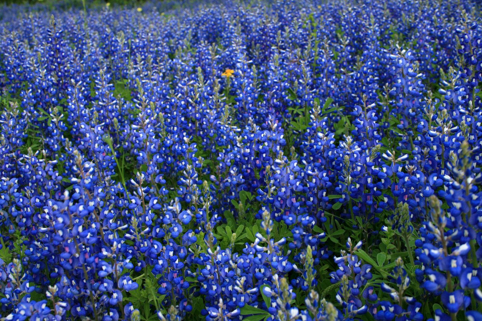 1600x1067 Texas Bluebonnet field at sunset