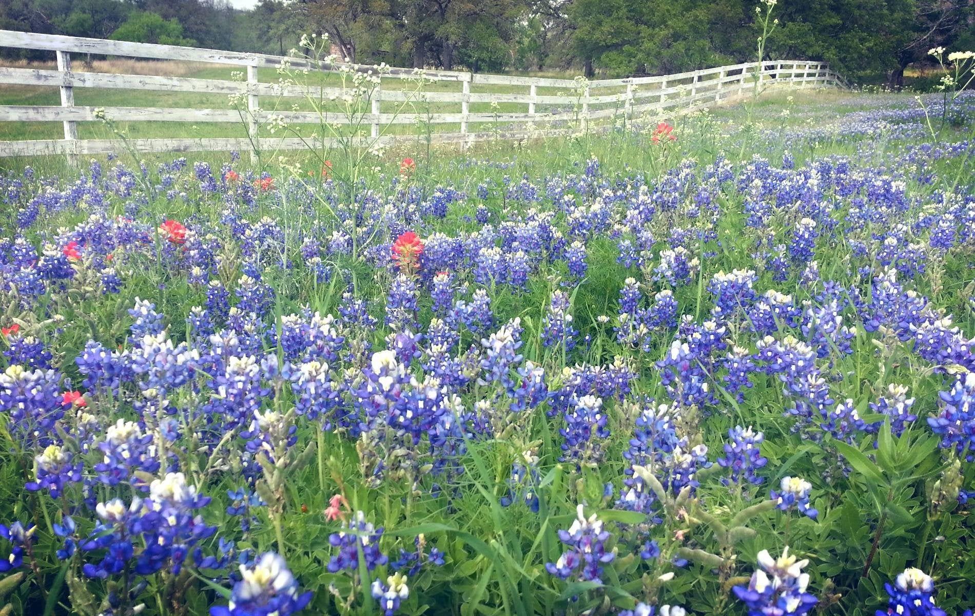 1900x1200 Texas Bluebonnets [1900x1200]