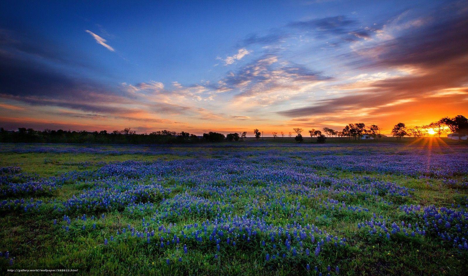 1600x943 Image detail for Download wallpaper San Antonio, Texas, night 1280×1024 Texas Desktop Background (37 Wallpaper). Ador. Texas bluebonnets, Sunrise, Blue bonnets
