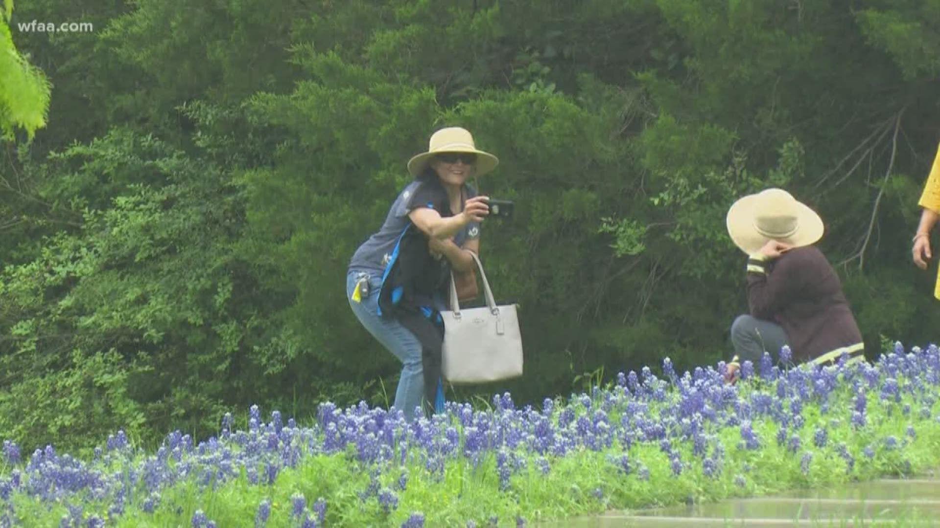 1920x1080 Texas bluebonnets in full bloom: Tips to take the best photo