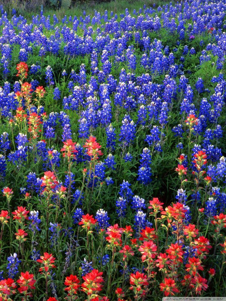 768x1024 Indian Paint Brushes And Blue Bonnets