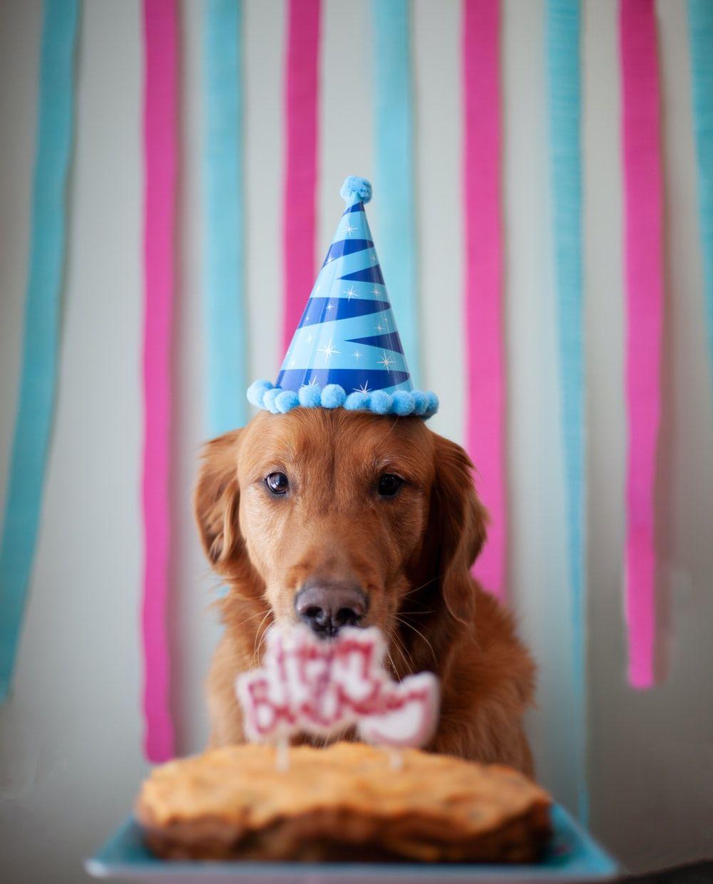 Happy Birthday Dog Wallpapers - Top Free Happy Birthday Dog Backgrounds