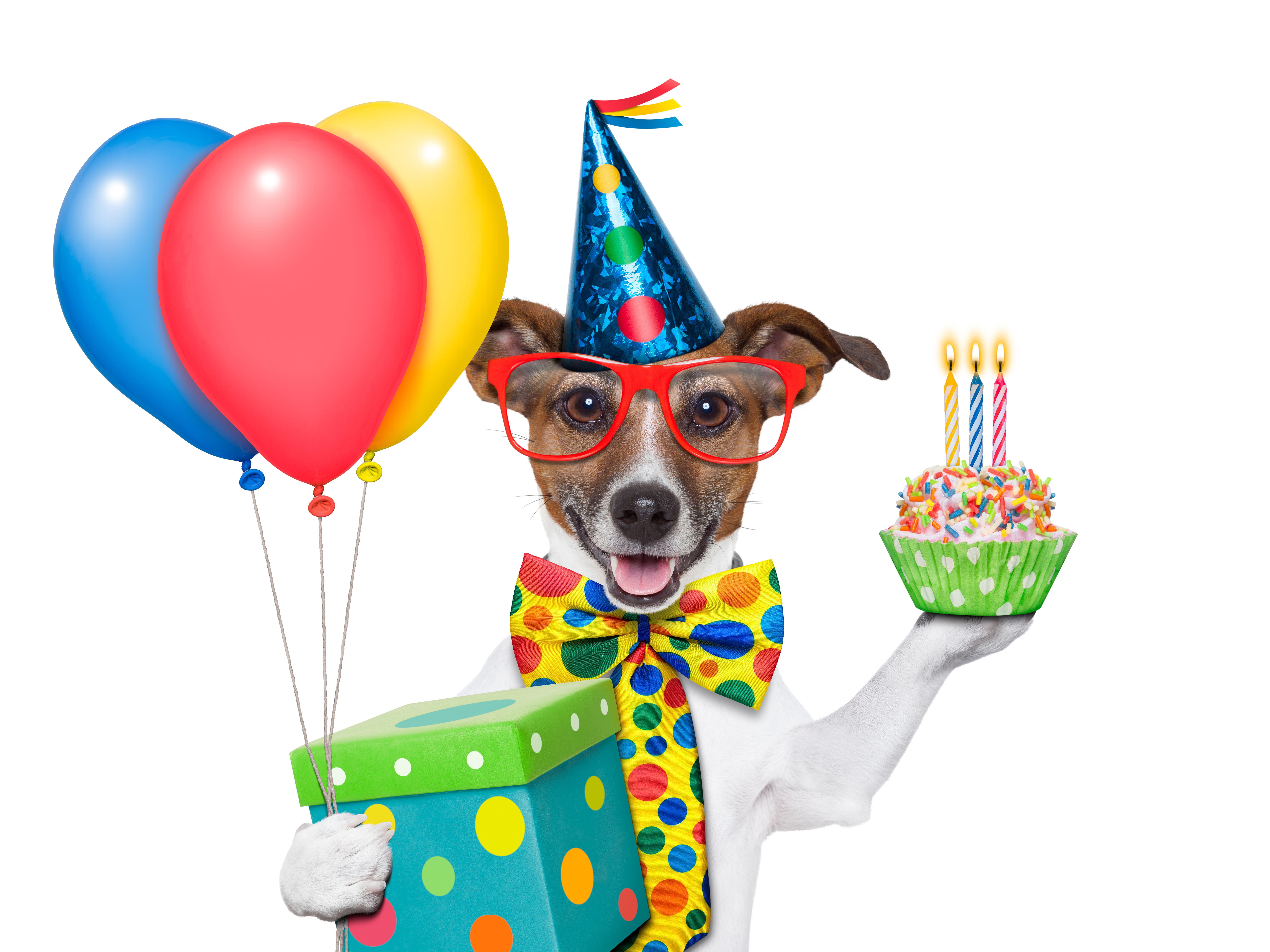 8395x6296 dog happy birthday png