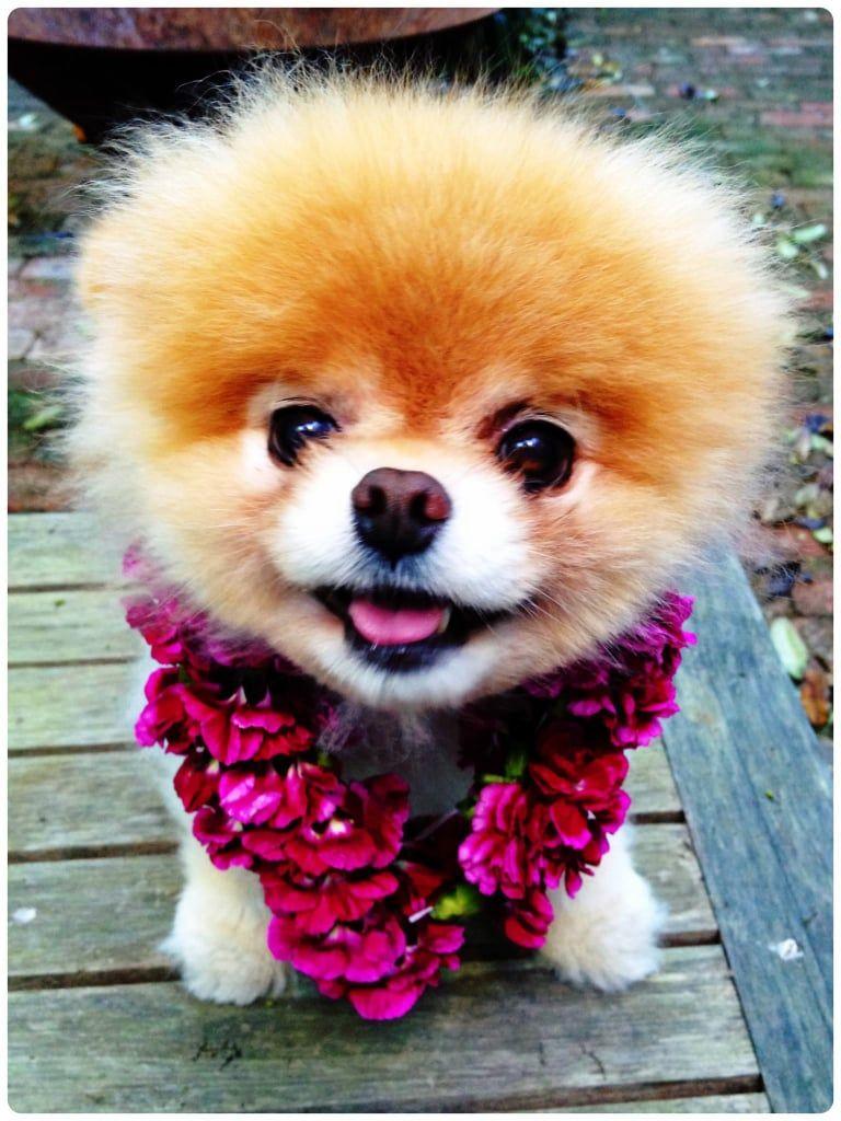 768x1024 Cute Boo the Dog Picture