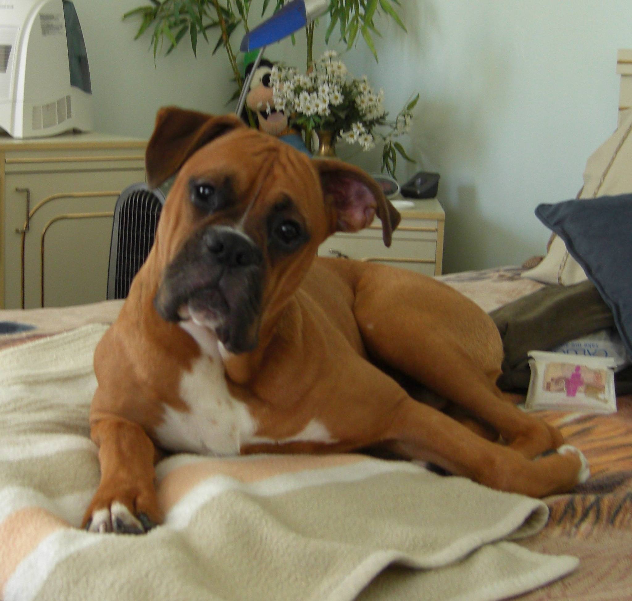 2047x1947 Boxer on the bed photo and wallpaper. Beautiful Boxer on the bed picture