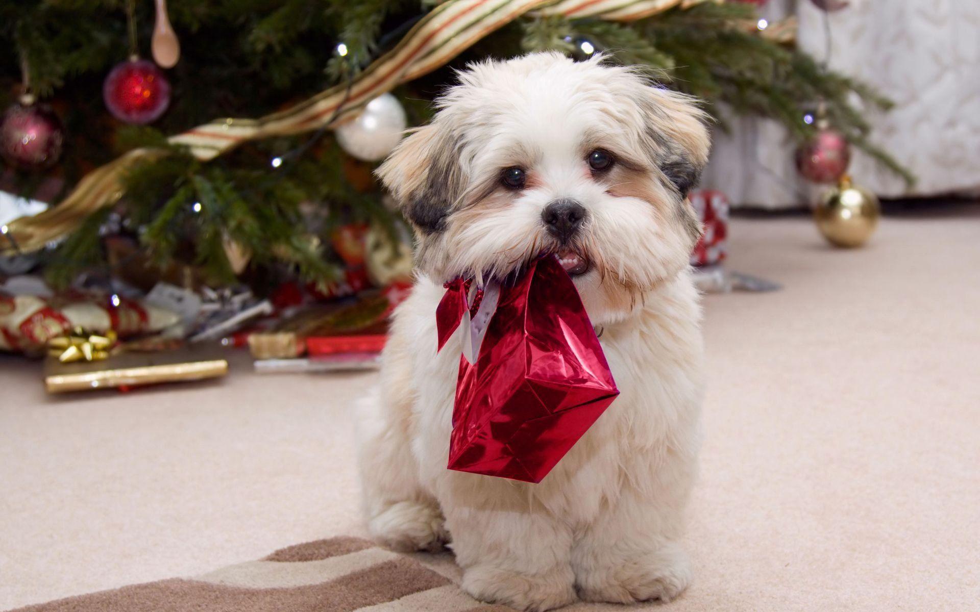 1920x1200 Shih Tzu Christmas Wallpaper