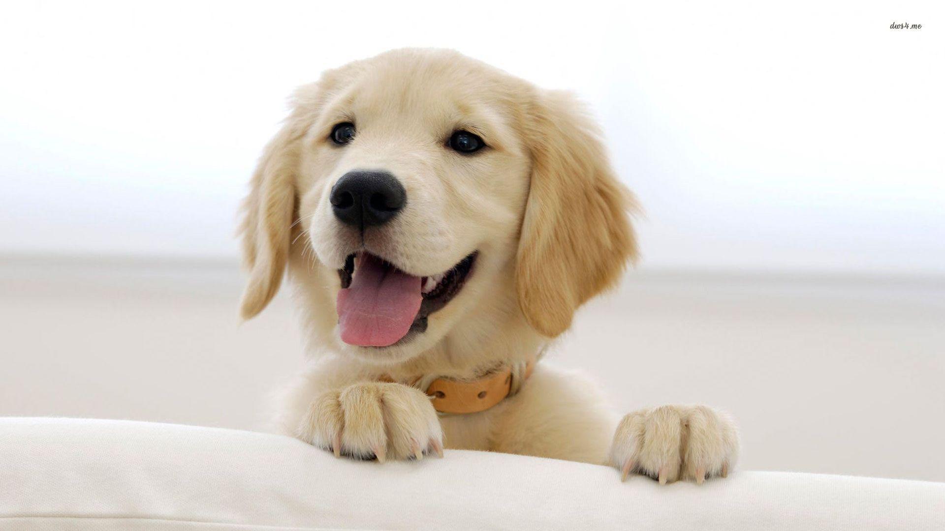 Smiling Dog Wallpapers Top Free Smiling Dog Backgrounds Wallpaperaccess