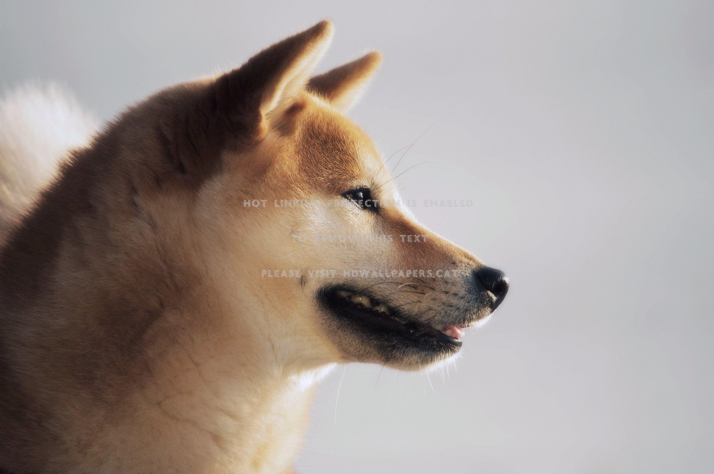 2804x1864 Dreamy Himi Smiling Shiba Inu Smile Dog HD Wallpaper
