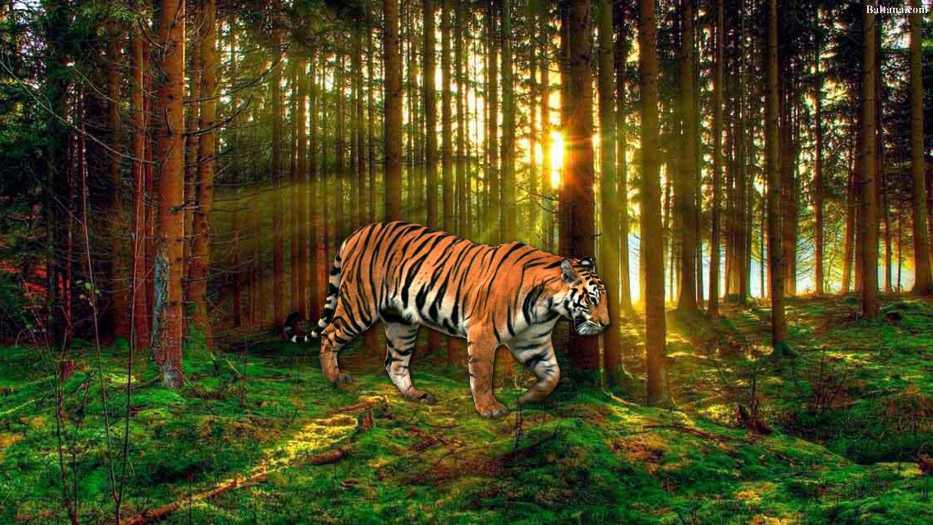 Tiger Forest Wallpapers - Top Free Tiger Forest Backgrounds -  WallpaperAccess